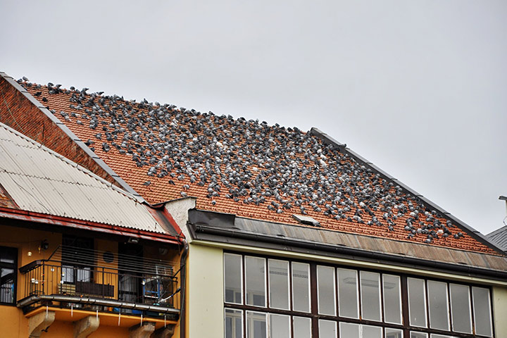 A2B Pest Control are able to install spikes to deter birds from roofs in Shipley. 