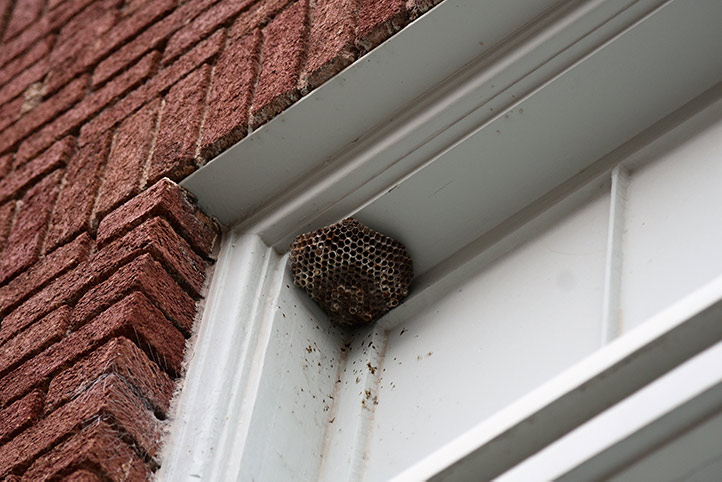 We provide a wasp nest removal service for domestic and commercial properties in Shipley.